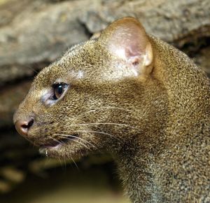 Jaguarundi Herpailurus yagouaroundi: Unique Wild Cat of the Americas Needing Protection-8