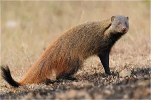 The Incredible Mongoose: Exploring the Fearless Fighting Skills and Unique Survival Instincts of the Herpestidae Family-3