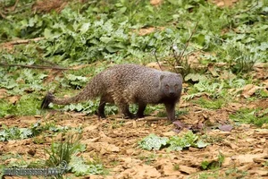 The Incredible Mongoose: Exploring the Fearless Fighting Skills and Unique Survival Instincts of the Herpestidae Family-4
