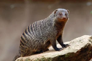 The Incredible Mongoose: Exploring the Fearless Fighting Skills and Unique Survival Instincts of the Herpestidae Family-6