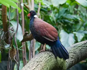 Discover the Pheasant Pigeon: Rare, Enigmatic Bird of New Guinea's Tropical Forests-2