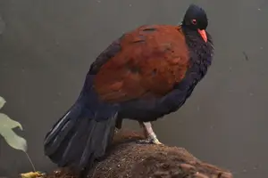 Discover the Pheasant Pigeon: Rare, Enigmatic Bird of New Guinea's Tropical Forests-1