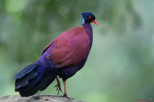 Discover the Pheasant Pigeon: Rare, Enigmatic Bird of New Guinea's Tropical Forests-5