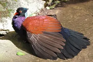 Discover the Pheasant Pigeon: Rare, Enigmatic Bird of New Guinea's Tropical Forests-6