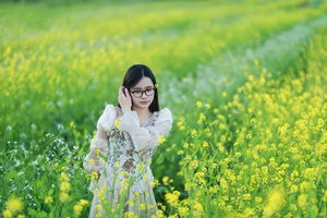 Moc Chau Yellow Mustard Season: A Muse in the Early Winter Highlands-4