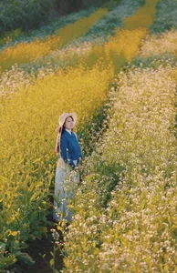 Moc Chau Yellow Mustard Season: A Muse in the Early Winter Highlands-0