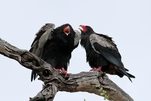 Meet the Bateleur: Africa’s Most Striking Red-Faced Raptor and Master of the Skies-6