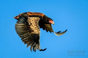 Meet the Bateleur: Africa’s Most Striking Red-Faced Raptor and Master of the Skies-8