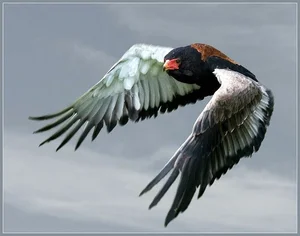 Meet the Bateleur: Africa’s Most Striking Red-Faced Raptor and Master of the Skies-4