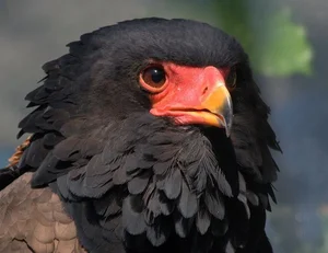 Meet the Bateleur: Africa’s Most Striking Red-Faced Raptor and Master of the Skies-3
