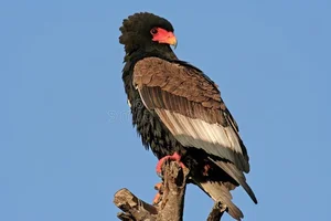 Meet the Bateleur: Africa’s Most Striking Red-Faced Raptor and Master of the Skies-7