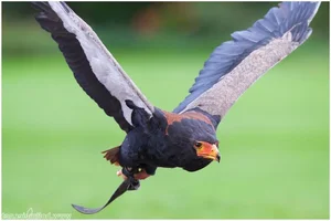 Meet the Bateleur: Africa’s Most Striking Red-Faced Raptor and Master of the Skies-1
