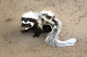 Discover the Wild Charm of the African Striped Polecat - Africa's Most Fearless Resident-2