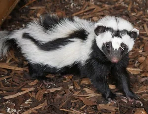 Discover the Wild Charm of the African Striped Polecat - Africa's Most Fearless Resident-5