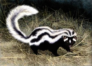 Discover the Wild Charm of the African Striped Polecat - Africa's Most Fearless Resident-4