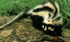 Discover the Wild Charm of the African Striped Polecat - Africa's Most Fearless Resident-0