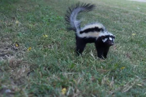 Discover the Wild Charm of the African Striped Polecat - Africa's Most Fearless Resident-6
