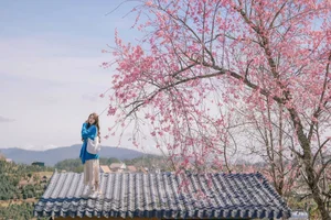 Dreamy muse amidst the blooming cherry blossoms in Da Lat-11