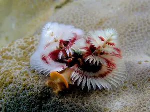 Christmas Tree Worm: Vibrant marine creature, mysteriously living in tropical coral reefs.-7