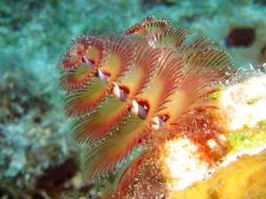 Christmas Tree Worm: Vibrant marine creature, mysteriously living in tropical coral reefs.-3