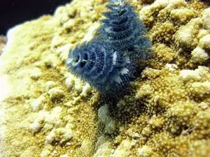 Christmas Tree Worm: Vibrant marine creature, mysteriously living in tropical coral reefs.-1