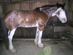 10 Most Unique and Majestic Horse Breeds You Need to See: A Guide to Rare Equine Beauty from Around the World-1