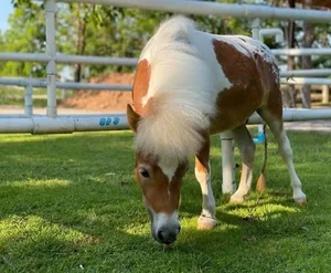 10 Most Unique and Majestic Horse Breeds You Need to See: A Guide to Rare Equine Beauty from Around the World-2