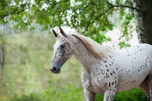 10 Most Unique and Majestic Horse Breeds You Need to See: A Guide to Rare Equine Beauty from Around the World-7