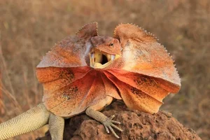 Discover the Frilled-Neck Lizard: Australia’s Prehistoric Reptile with an Iconic Biological Umbrella Defense and Unique Bipedal Running Skills-3