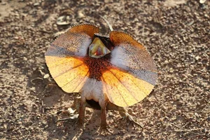 Discover the Frilled-Neck Lizard: Australia’s Prehistoric Reptile with an Iconic Biological Umbrella Defense and Unique Bipedal Running Skills-6