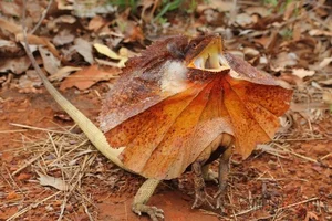 Discover the Frilled-Neck Lizard: Australia’s Prehistoric Reptile with an Iconic Biological Umbrella Defense and Unique Bipedal Running Skills-4