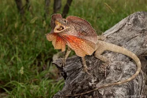 Discover the Frilled-Neck Lizard: Australia’s Prehistoric Reptile with an Iconic Biological Umbrella Defense and Unique Bipedal Running Skills-5