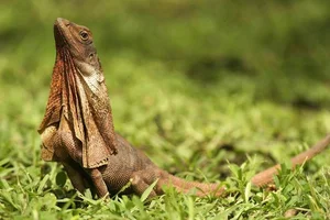 Discover the Frilled-Neck Lizard: Australia’s Prehistoric Reptile with an Iconic Biological Umbrella Defense and Unique Bipedal Running Skills-1