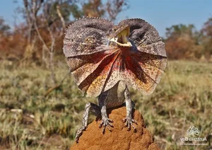 Discover the Frilled-Neck Lizard: Australia’s Prehistoric Reptile with an Iconic Biological Umbrella Defense and Unique Bipedal Running Skills-7