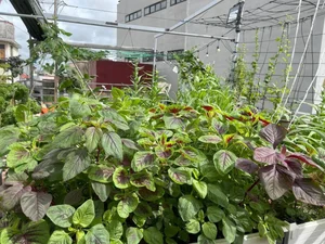 Transform Your Rooftop Into A Green Sanctuary: Modern Urban Oasis Inspiration For Slow Living-10