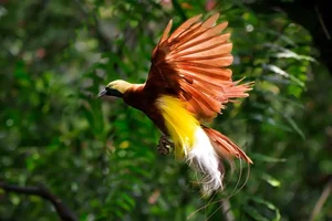 Exploring Lorentz: The Majestic National Park with Snow Peaks and Tropical Forests in SE Asia-8