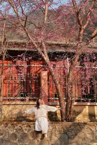 Discover Mù Cang Chải's Tớ Dày Flower Season: The Captivating Beauty of Northwestern Mountains Awaits You!-3