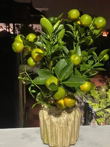 Exquisite Mai Chieu Thuy Mini Bonsai A Sophisticated Touch For Your Tet 2026 Home Decor-8