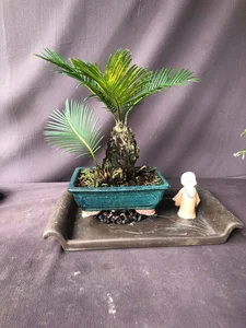 Exquisite Mai Chieu Thuy Mini Bonsai A Sophisticated Touch For Your Tet 2026 Home Decor-4