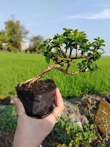 Exquisite Mai Chieu Thuy Mini Bonsai A Sophisticated Touch For Your Tet 2026 Home Decor-5