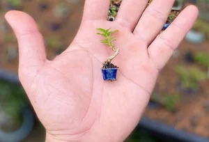 Exquisite Mai Chieu Thuy Mini Bonsai A Sophisticated Touch For Your Tet 2026 Home Decor-10