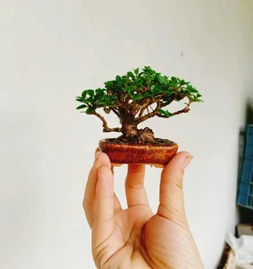 Exquisite Mai Chieu Thuy Mini Bonsai A Sophisticated Touch For Your Tet 2026 Home Decor-1