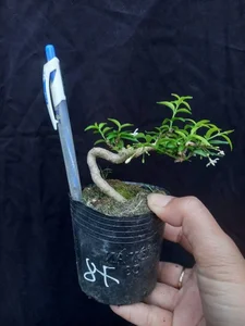 Exquisite Mai Chieu Thuy Mini Bonsai A Sophisticated Touch For Your Tet 2026 Home Decor-2