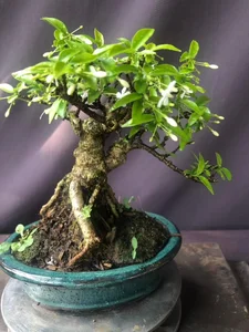 Exquisite Mai Chieu Thuy Mini Bonsai A Sophisticated Touch For Your Tet 2026 Home Decor-0