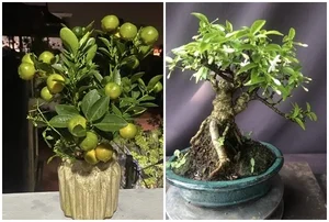 Exquisite Mai Chieu Thuy Mini Bonsai A Sophisticated Touch For Your Tet 2026 Home Decor-6