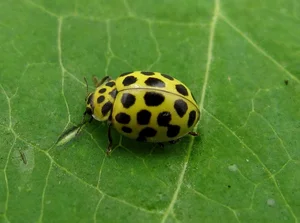 Discover the 20-Spotted Ladybird Beetle: The Unique Fungus-Eating Garden Helper Psyllobora Vigintiduopunctata-3