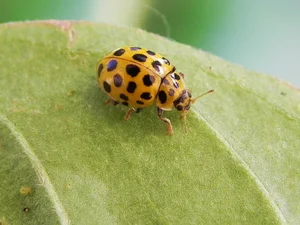 Discover the 20-Spotted Ladybird Beetle: The Unique Fungus-Eating Garden Helper Psyllobora Vigintiduopunctata-0