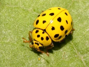 Discover the 20-Spotted Ladybird Beetle: The Unique Fungus-Eating Garden Helper Psyllobora Vigintiduopunctata-4