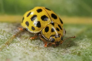 Discover the 20-Spotted Ladybird Beetle: The Unique Fungus-Eating Garden Helper Psyllobora Vigintiduopunctata-6