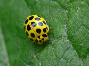 Discover the 20-Spotted Ladybird Beetle: The Unique Fungus-Eating Garden Helper Psyllobora Vigintiduopunctata-5